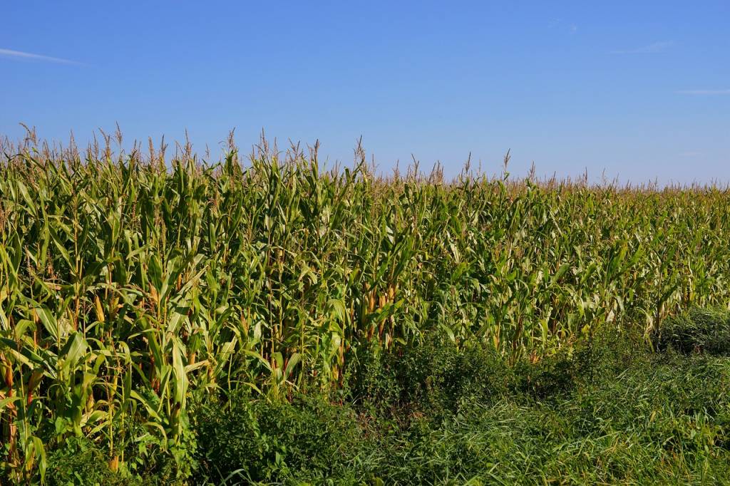 La révolution verte : Comment le biogaz transforme l'agriculture