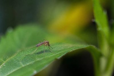 À quoi sert un moustique et quel est son rôle dans l’écosystème ?