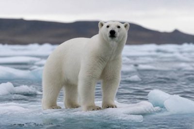 Animaux en disparition : causes, conséquences et solutions pour les protéger