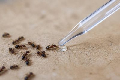 Acide formique fourmi : usages, risques et alternatives écologiques