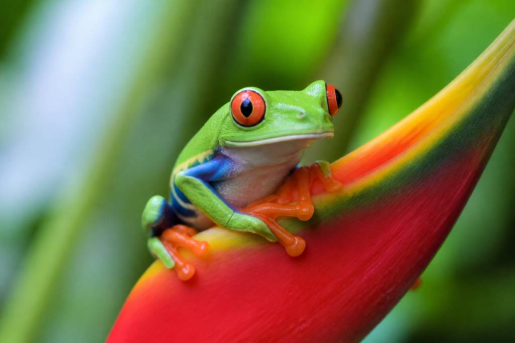 Animal coloré : les espèces fascinantes à observer tout en respectant la biodiversité