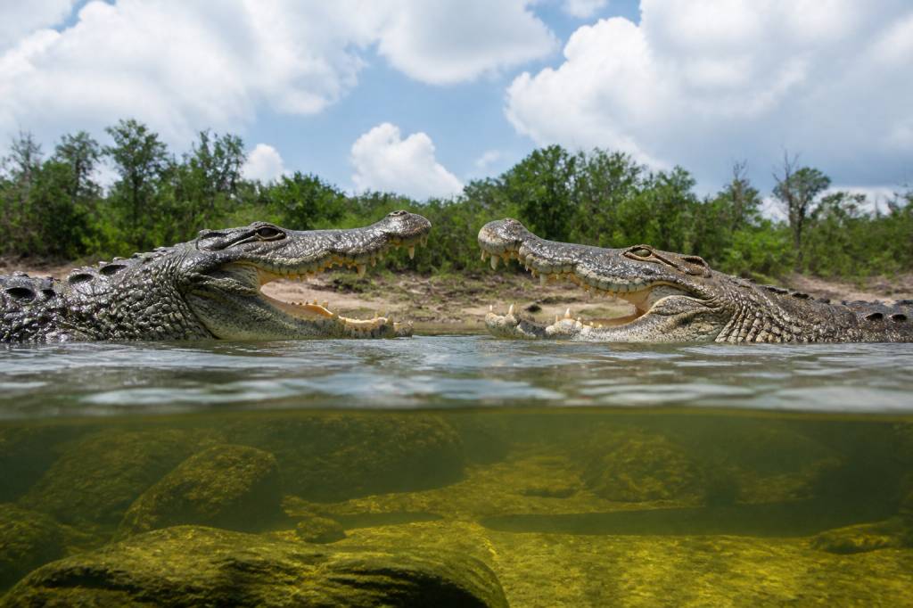 Alligator vs croc : quelles différences entre ces deux reptiles ?