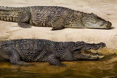 Alligator versus crocodile : quelles différences et comment les reconnaître ?