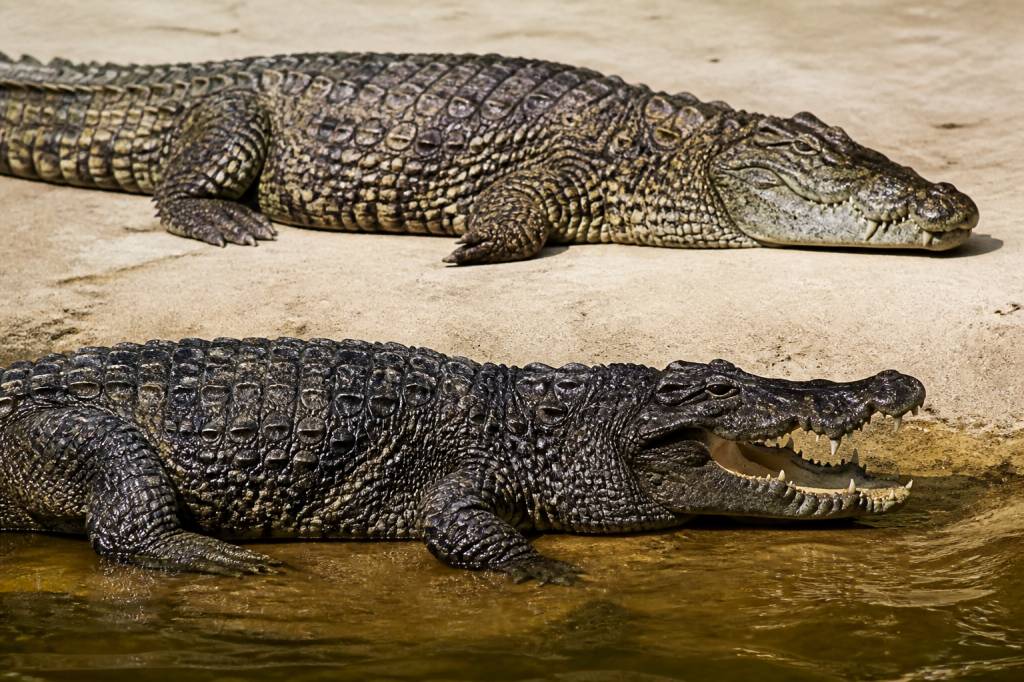 Alligator versus crocodile : quelles différences et comment les reconnaître ?