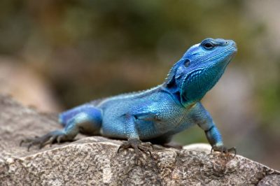 Animal au sang bleu : les espèces étonnantes qui fascinent la science