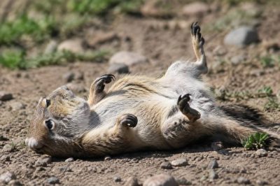 Animal qui fait le mort : les étonnantes stratégies de survie dans la nature