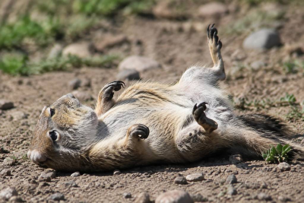 Animal qui fait le mort : les étonnantes stratégies de survie dans la nature