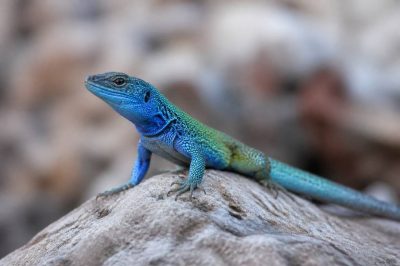 Animaux colorés : comment la nature s’adapte aux changements climatiques