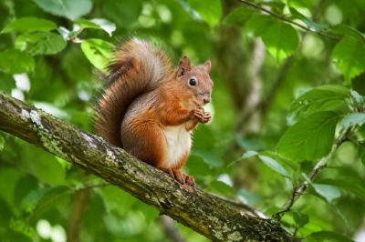Animal dans les arbres : comprendre leur rôle dans les écosystèmes forestiers