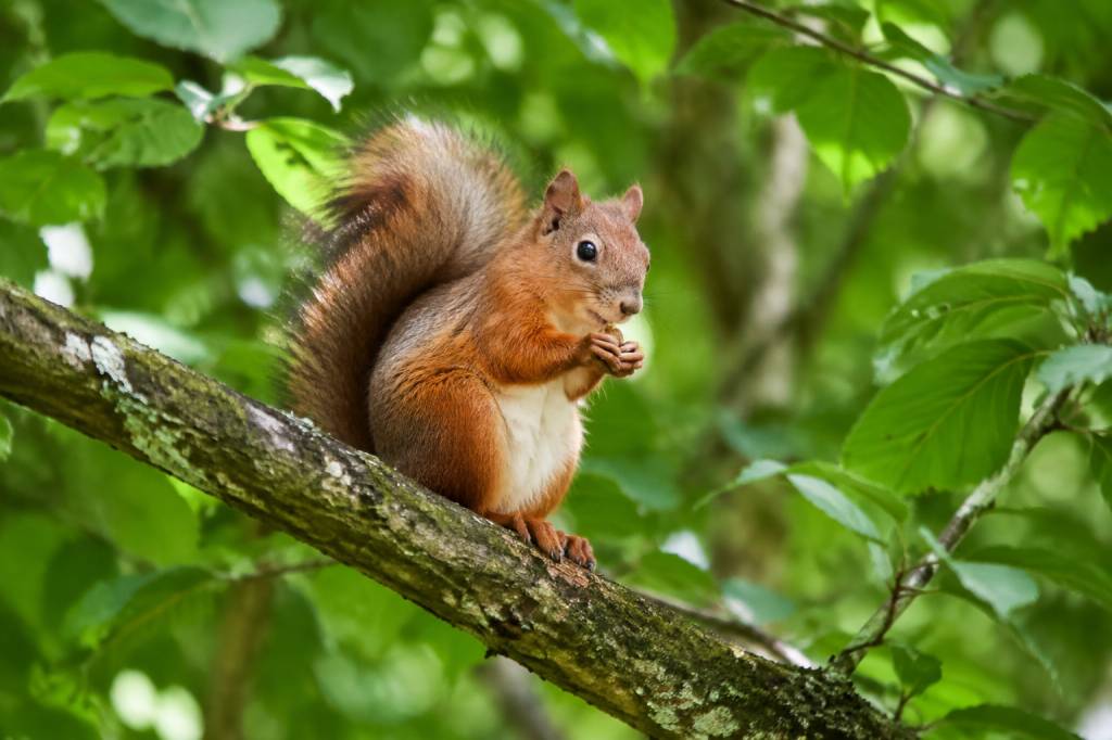 Animal dans les arbres : comprendre leur rôle dans les écosystèmes forestiers