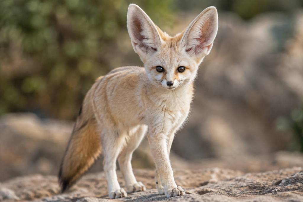 Animal grandes oreilles : quelles espèces fascinantes découvrir et comment les protéger ?