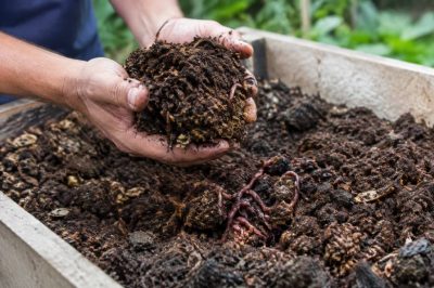 Ferme lombricole : une solution écologique pour valoriser les biodéchets et fertiliser les sols