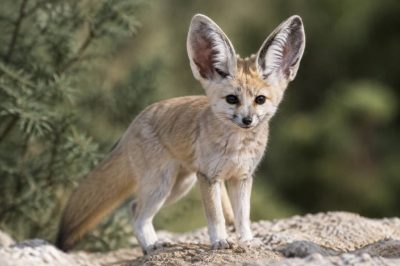 Animal grande oreille : découvrez les espèces fascinantes à protéger