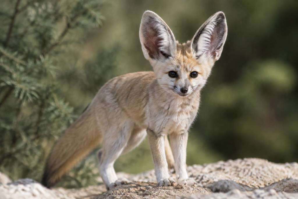 Animal grande oreille : découvrez les espèces fascinantes à protéger
