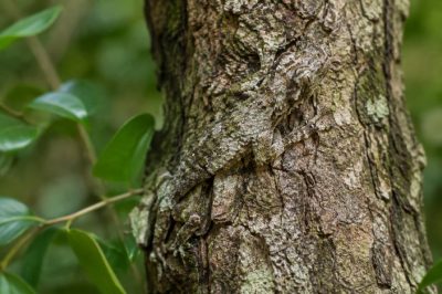 Animaux camouflés : les incroyables stratégies de la nature pour survivre
