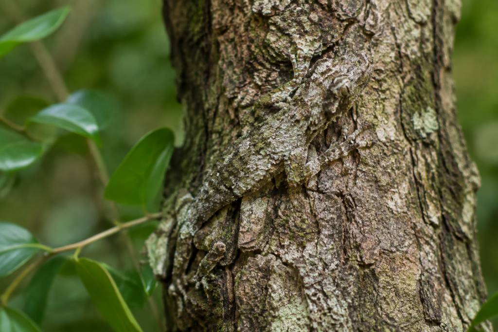Animaux camouflés : les incroyables stratégies de la nature pour survivre