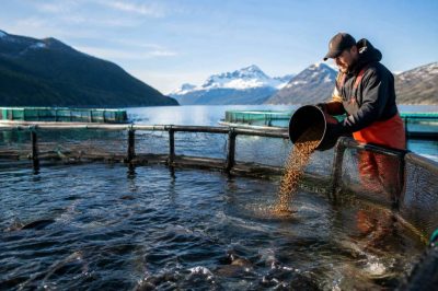 Saumon élevé en France : une filière entre innovation et défis écologiques