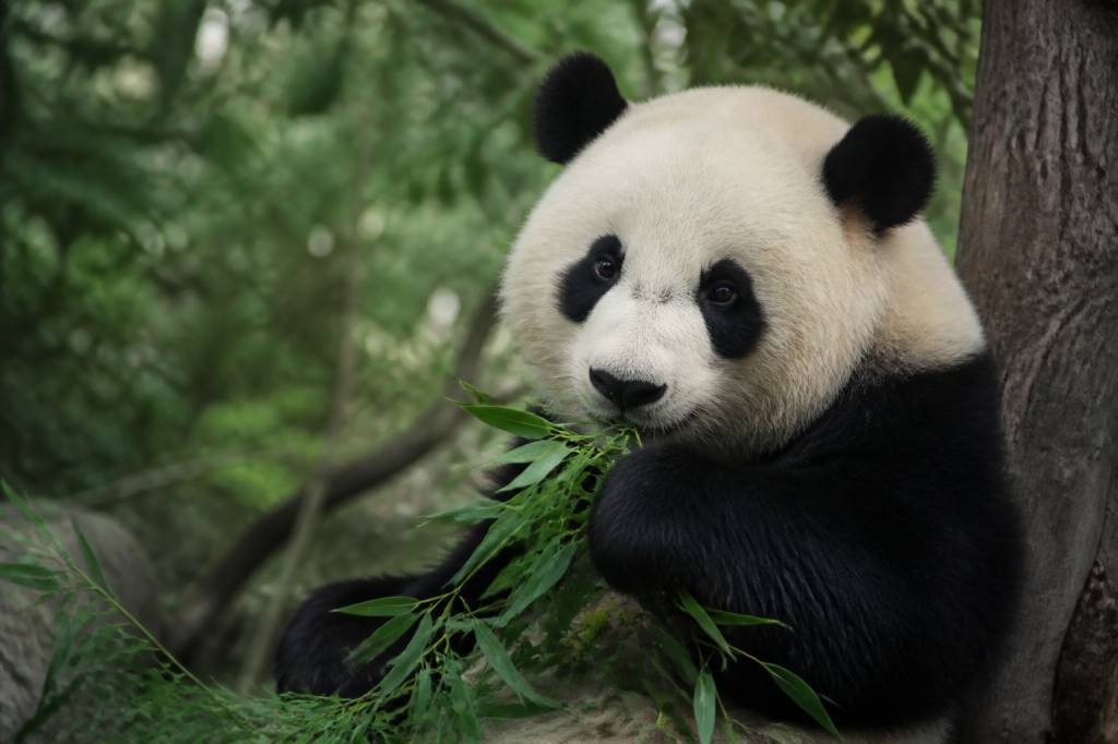 Animaux beaux : les espèces qui nous sensibilisent à la protection de la biodiversité