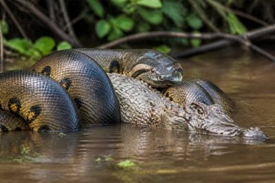 Anaconda attaque : que faire face à ce risque pour la biodiversité ?