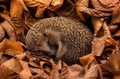 Animal qui hiberne : découvrez les espèces et leurs stratégies de survie face au froid