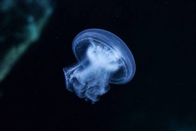 Animaux des fonds marins : découvrez les espèces fascinantes des profondeurs