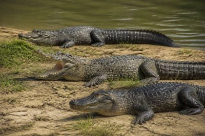 Alligator crocodile caiman : quelles différences entre ces reptiles ?
