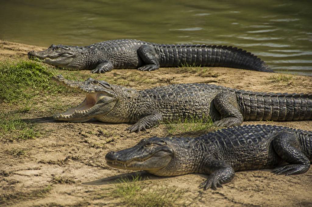 Alligator crocodile caiman : quelles différences entre ces reptiles ?