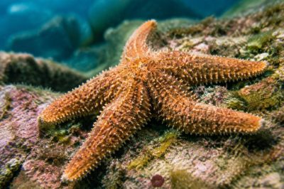 Animal qui se régénère : les étonnantes capacités de la nature face aux défis écologiques