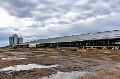Ferme industrielle : quels impacts sur l’environnement et quelles alternatives durables ?