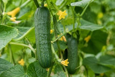 Concombre de saison : quand le cultiver et le consommer ?