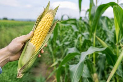 Dangers ogm : quels risques pour la santé et l’environnement ?