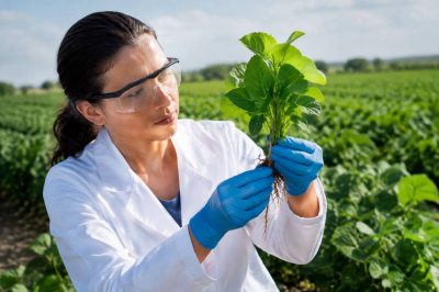 Danger des OGM : quels risques pour la santé et l’environnement ?